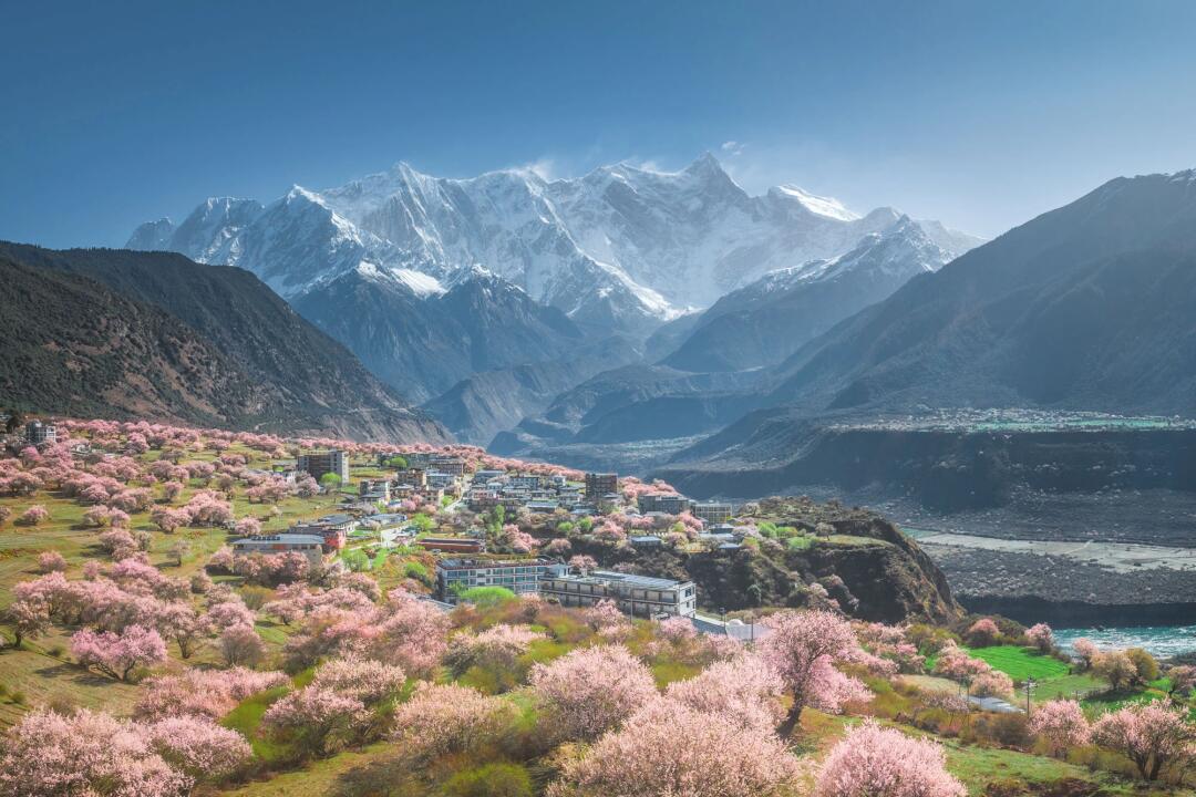linzhi