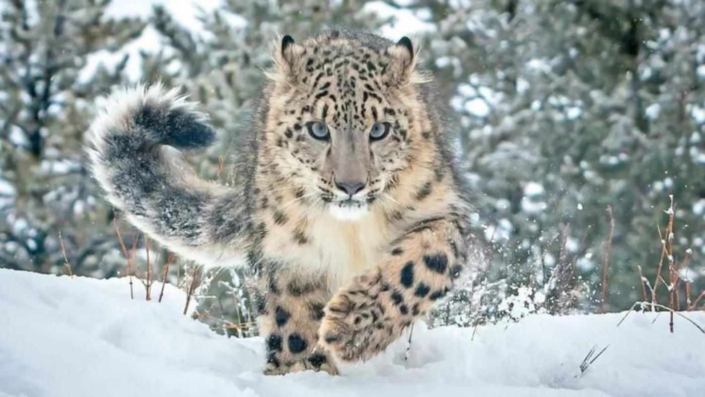 snow leopard