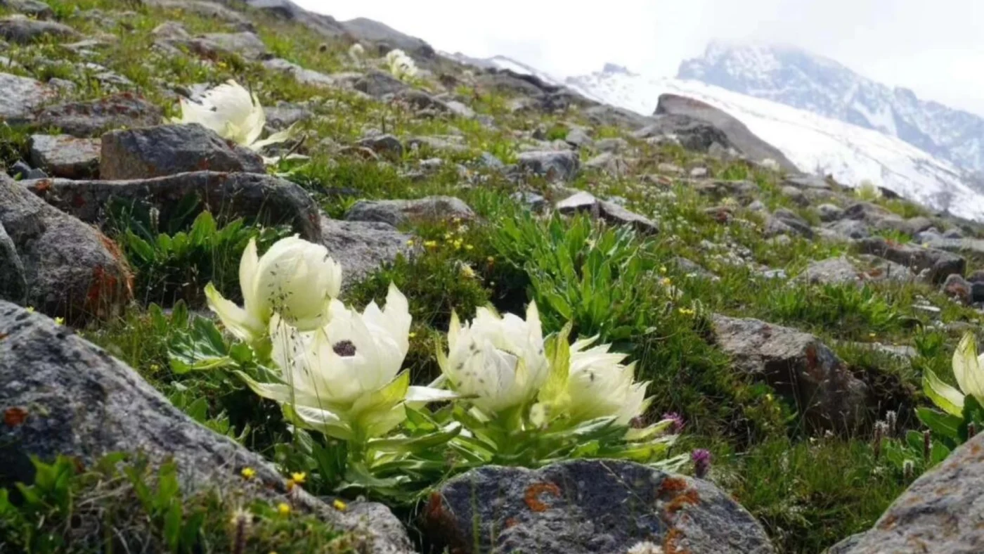snow lotus