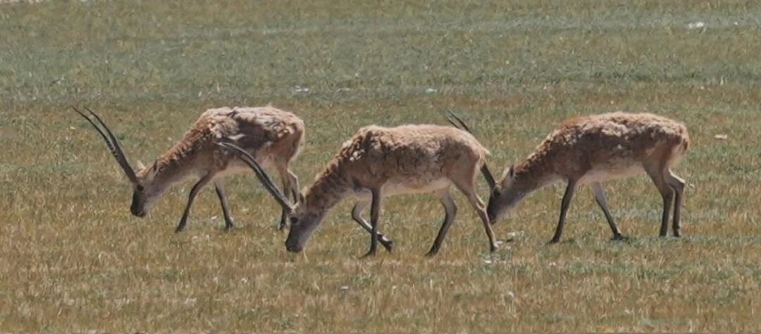 tibetan antelope