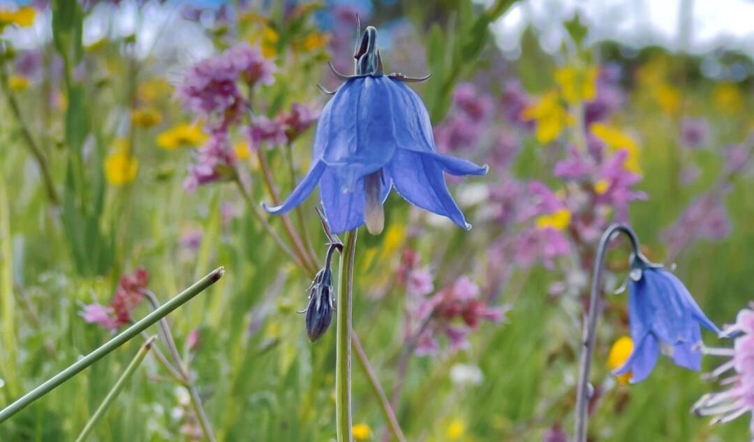 tibetan bell flower