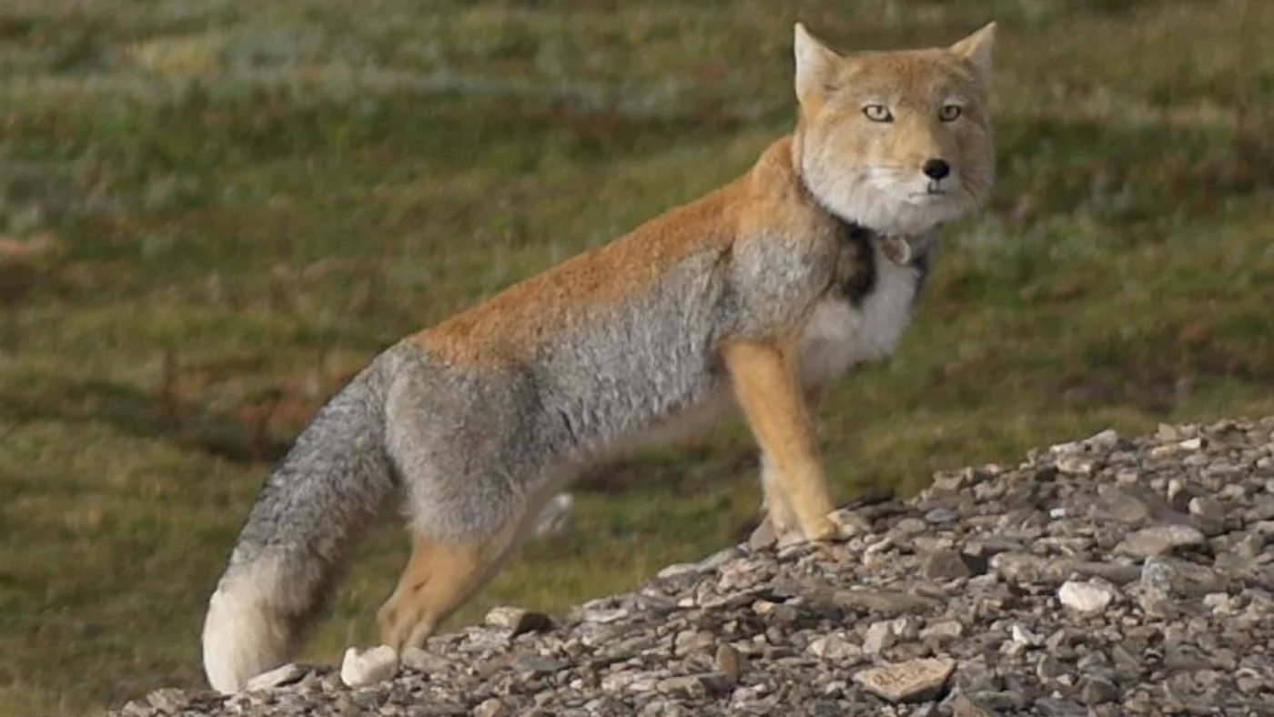 tibetan fox