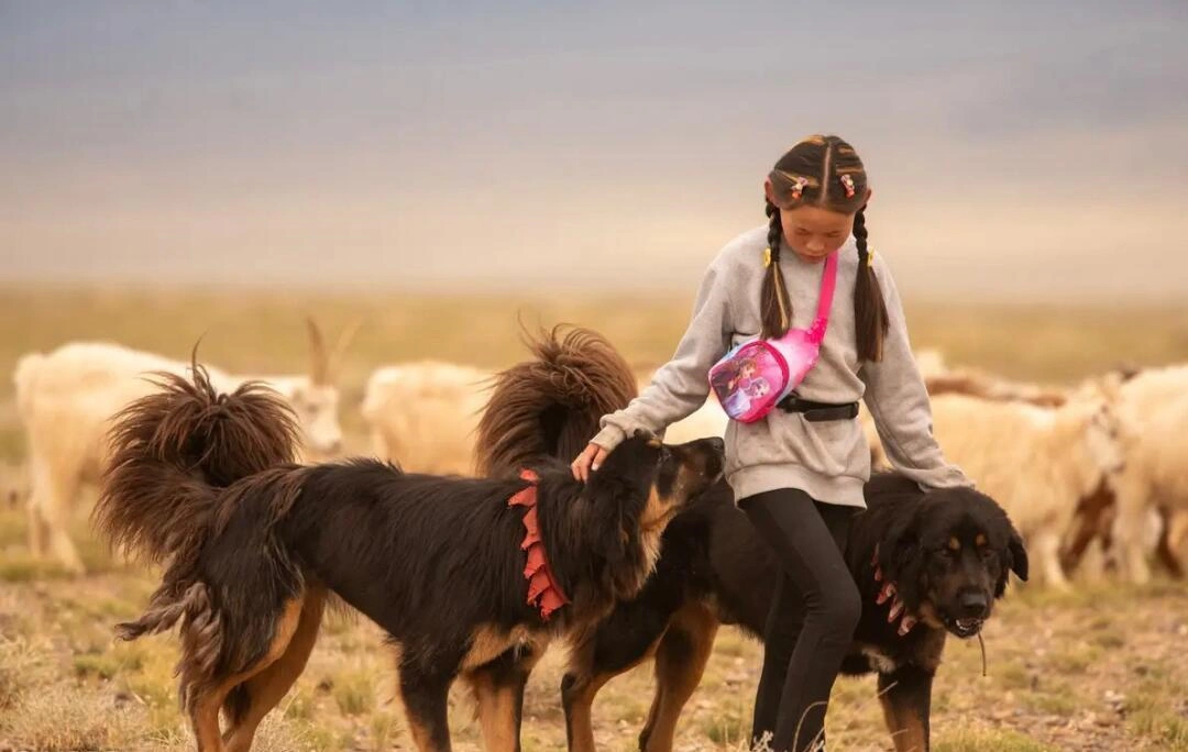 tibetan mastiff tibetan​