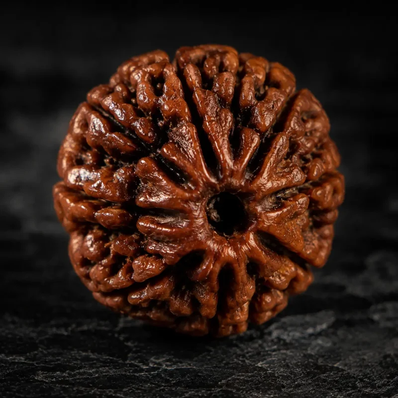 Macro close-up of a single sacred Rudraksha seed showing deep natural grooves and a rich mahogany patina.